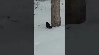 Ворон/Холод/Я устал идти/Черный ворон/ raven / black bird/ TIRED OF WALKING/ CROWS