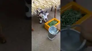 Mini Buckets and Cow and Rural Water Well Project