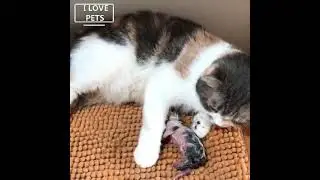 அழகான பூனைக்குட்டிகளுடன் தாய் பூனை | Mother 🐱Cat With Cute 🐱Kittens | #kannanfarm