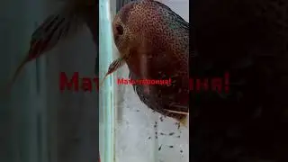 Суперпантера и леопард. Супер нерест.
