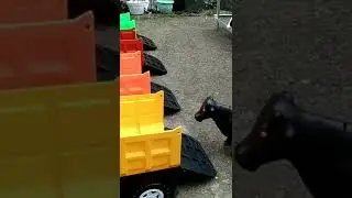 mobil truk oleng maianan mengangkut sapi