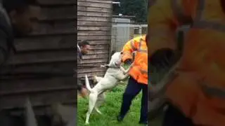 Is this the most versatile dog breed?
