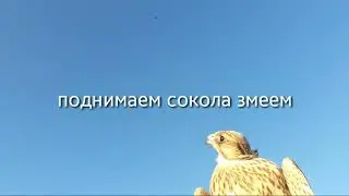 Обучение соколов.