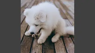 Relaxing Music for Training Dogs