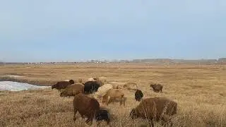 Эдильбаевские овцы,первый выпас