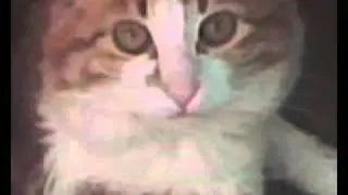 филя.mp4