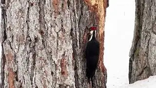 Pileated Woodpecker 2