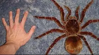 Top 10 BIGGEST Spiders in the World