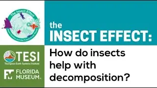 The Insect Effect: How Do Insects Help With Decomposition?