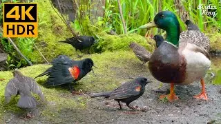 Cat TV for Cats to Watch 😺 Funny Birds Squirrels Ducks 🐿 8 Hours 4K HDR