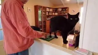 Cat training to eat in hands
