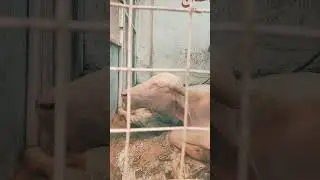 JDC Soraj Mukhi Teddy Cow Bakra Eid 2024 Foundation