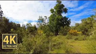 Forest Nature Walk 4K (With Ambient Nature Sounds And Music)