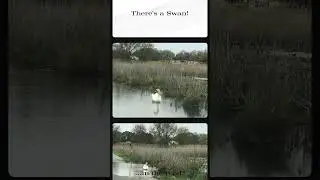 Swan in the road near our Farm Wedding Venue
