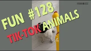 Fun Tik-Tok #128 Trend | Funhouse off , fails | Тик-Ток тренд, неудачи, приколы, смешное видео