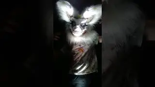#fursiut