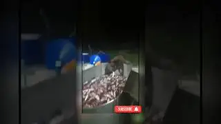 ВЫХВАТИЛ РЫБУ И УБЕЖАЛ В ЛЕС