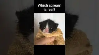 Which scream is real?