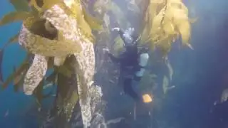 You And Me Under The Sea | amazing luxury  the sea in California | Carmel by the Sea, California