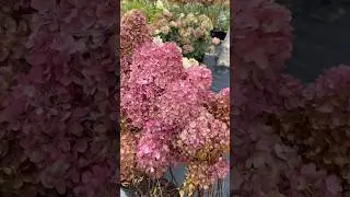 Осенняя распродажа растений продолжается!🍂 -20% на все растения в Садовых центрах Веры Глуховой🌸