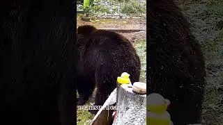 Птичка, не наглей, это очень ценная шерсть!🐻🐤/Bear Mansur