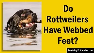 Do Rottweilers Have Webbed Feet? Discover the Surprising Truth
