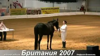 Вороная кобыла Британия.mpg