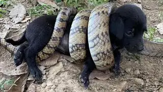 മൃഗങ്ങൾ മനുഷ്യരോട് സഹായം ചോദിച്ചപ്പോൾ | Animals That Asked People for Help #3