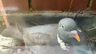 pigeon cam 2