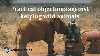 Practical objections against helping wild animals