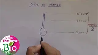 How to draw parts of flower easily. @simplythebestbio