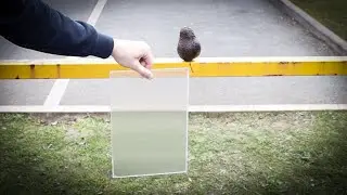 Invisible AVOCADO