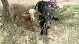 Cute Baby Buffalo Of South Punjab Pakistan