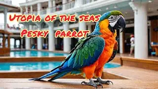 Utopia of the Seas Pesky Parrot Revealed