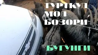 TORTKOL MOL BOZORI MOL QOY BOXOLARI