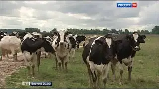 Какое мясо и мясные продукты мы едим ???