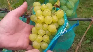 Виноград который нужно посадить для себя.