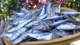 Packing Dried fish