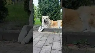 Ставь + если есть домашнее животное💖 