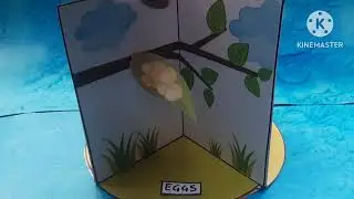 Lifecycle of butterfly 3d model 