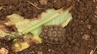 Ливан в гостях у Рони и Мей