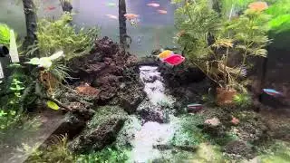 Perbedaan Aquascape sebelum dan setelah dibersihkan jamur