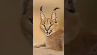 Слабости при игре в карты 
