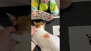 Trying opawz blow pens on our cat and ourselves #opawz #cathairdye