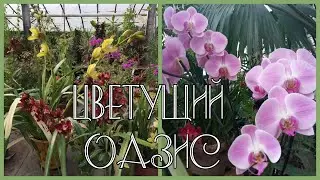 ВЫСТАВКА ОРХИДЕЙ ЯНВАРЬ 2022 ВОЛГОГРАДСКАЯ ОБЛАСТЬ ВОЛЖСКИЙ
