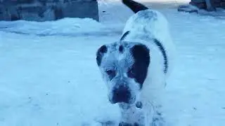 Галиб и Гайсан.