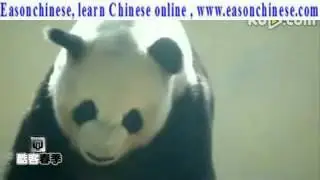 The 120national treasure panda foreign dance dance   funny animal