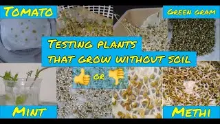 Testing plants that grow without soil | Hydroponics |
