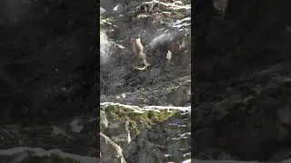 Охота на Козерога. Эпичное падение со скалы  