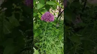 VID 20200604 100822